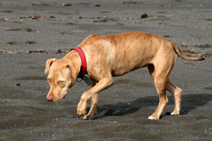 A beach dog taking a walk.