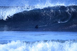 A shark in the wave, the dorsal and the caudal fin are clearly visible. The photo was taken on February 6, 2017..